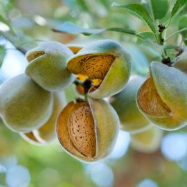 Sweet almond oil