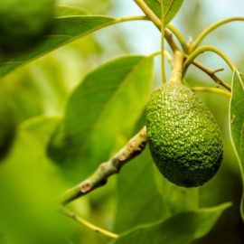 Avocado oil