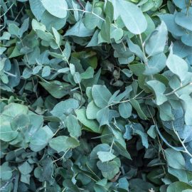 Eucalyptus essential oil