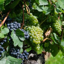 Grape seed oil