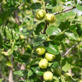 Jojoba oil