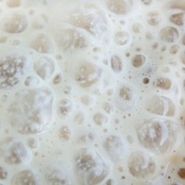Lactobacillus ferments