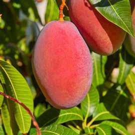 Mango extract