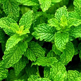 Peppermint essential oil