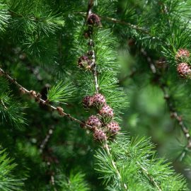 Pine essential oil