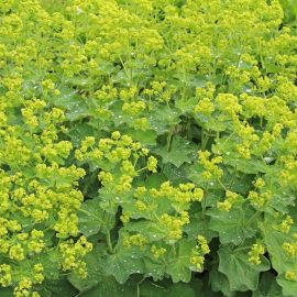 Lady’s mantle extract