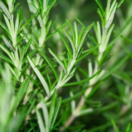 Rosemary oil