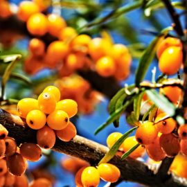 Seabuckthorn oil