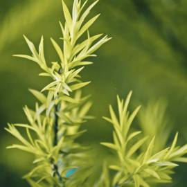 Tea tree oil