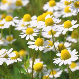 Chamomile